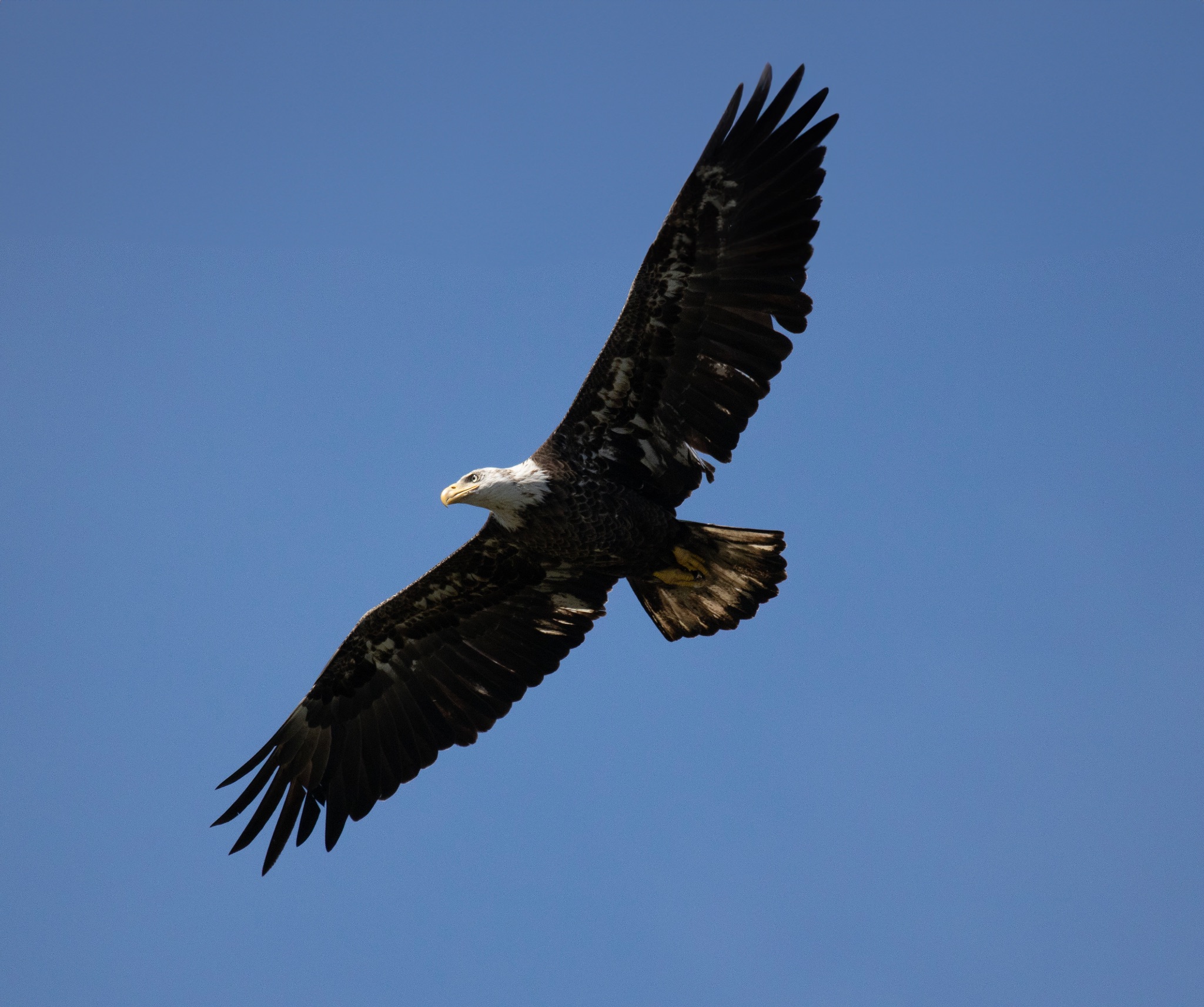 American Bald Eagle